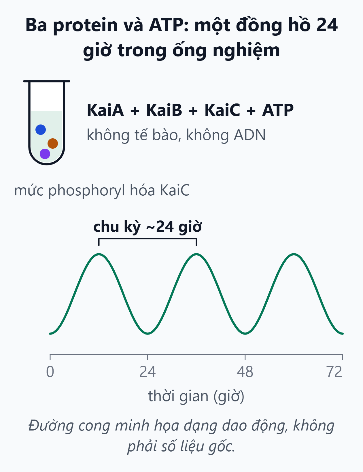 Đồng hồ KaiABC trong ống nghiệm. Ba protein KaiA, KaiB, KaiC cùng ATP trong ống nghiệm tự dao động với chu kỳ khoảng 24 giờ.