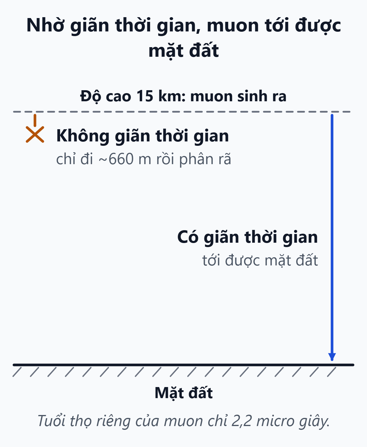 Muon và giãn thời gian. Muon sinh ra ở độ cao 15 km: không có giãn thời gian chỉ đi được khoảng 660 mét, có giãn thời gian thì tới được mặt đất.